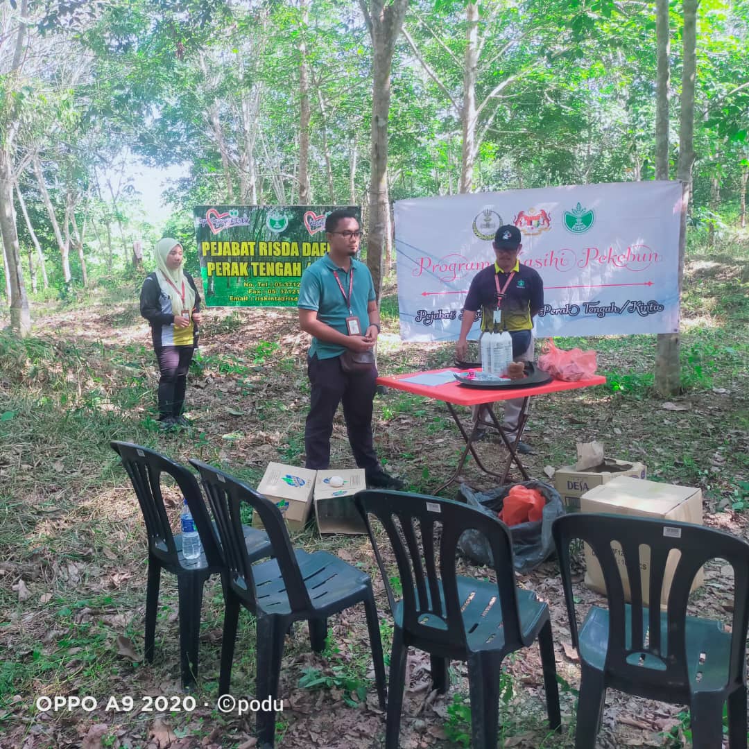kelapa sawit122